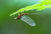 Serratella ignita